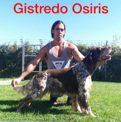Setter Anglais GISTREDO OSIRIS